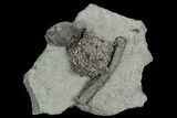 Crinoid (Gilbertsocrinus) Fossil - Crawfordsville, Indiana #125910-1